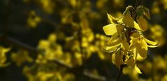 Forsythia