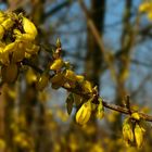 Forsythia