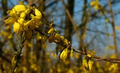 Forsythia