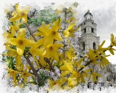 Forsythia