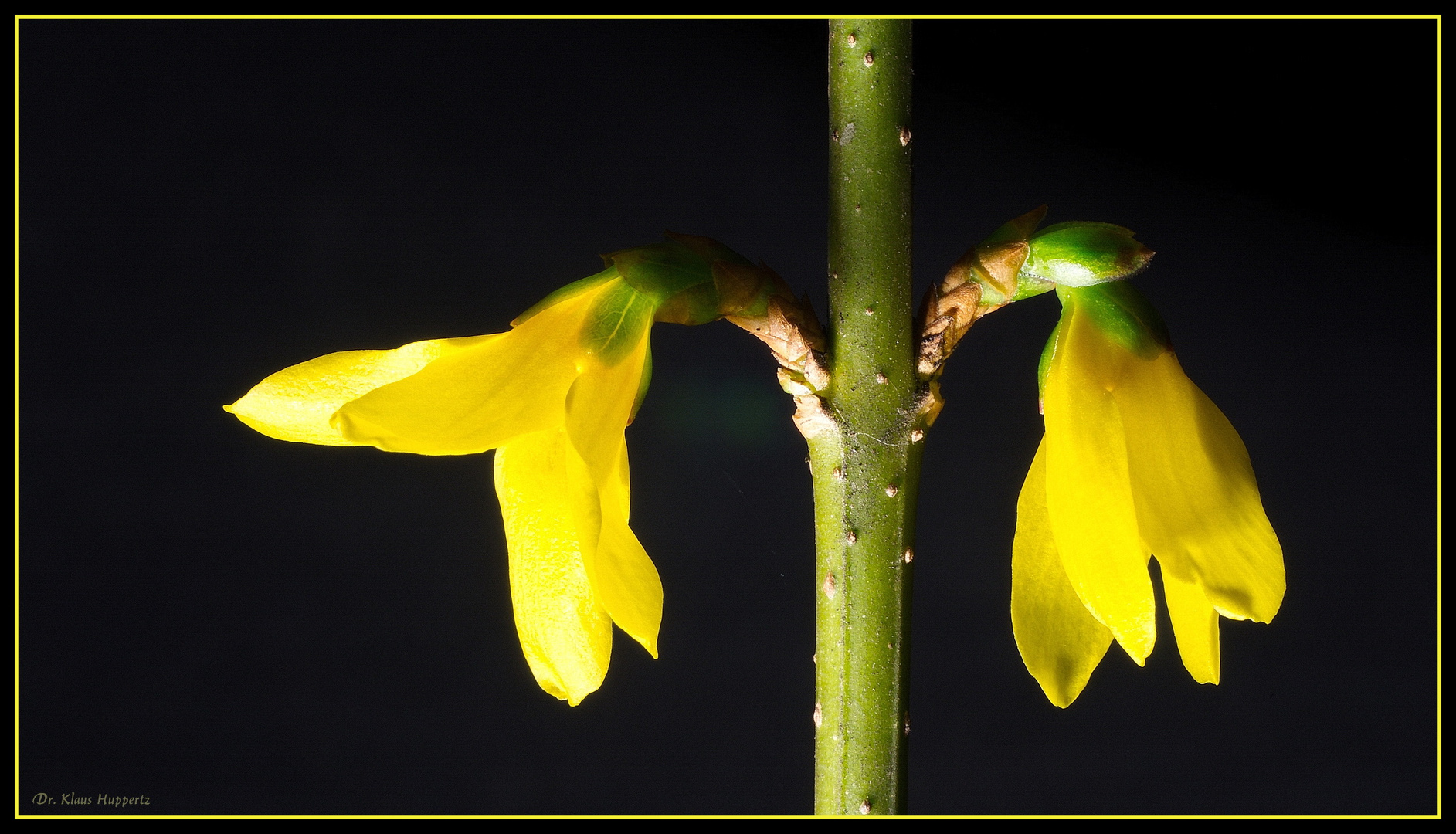 Forsythia ~2~