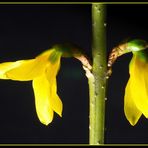 Forsythia ~2~