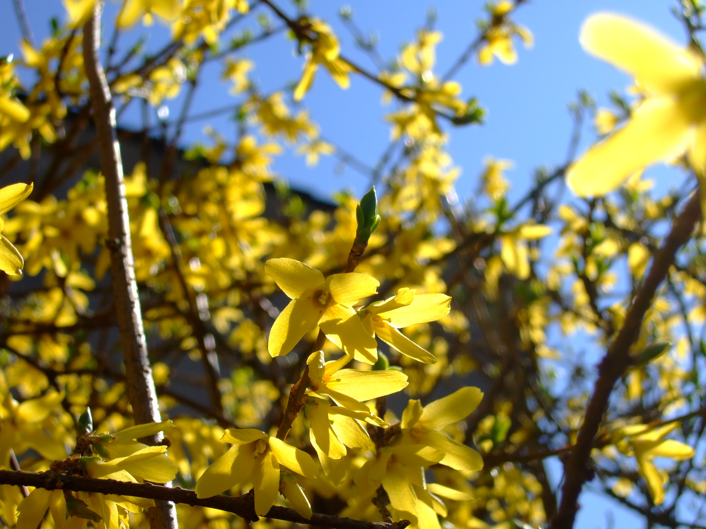 Forsythia 2012