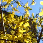 Forsythia 2012