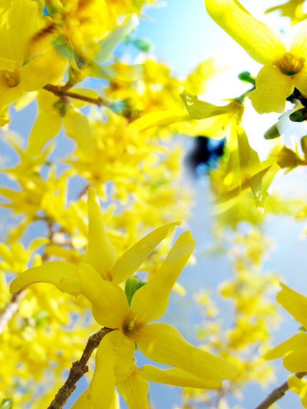 forsythia.