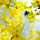 forsythia.