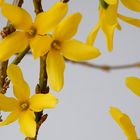 Forsythia