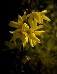 Forsythia