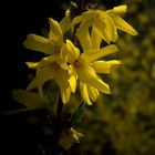 Forsythia