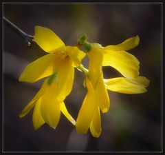 Forsythia