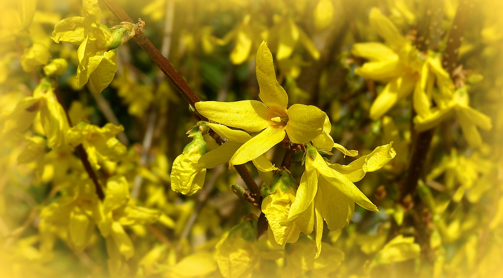 Forsythia