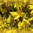 Forsythia