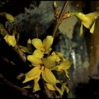 Forsythia 