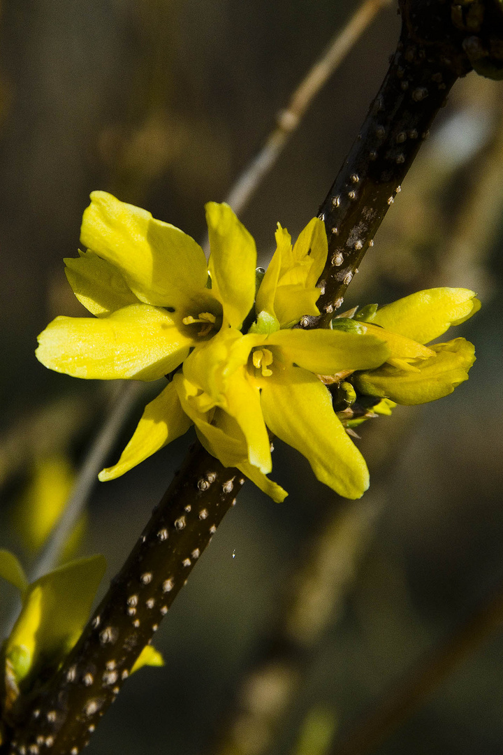 Forsythia