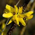 Forsythia