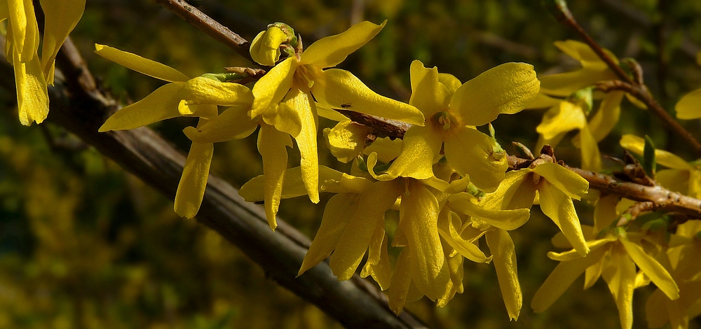 Forsythia