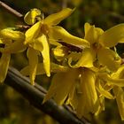 Forsythia