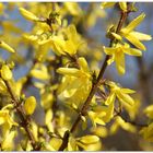 FORSYTHIA