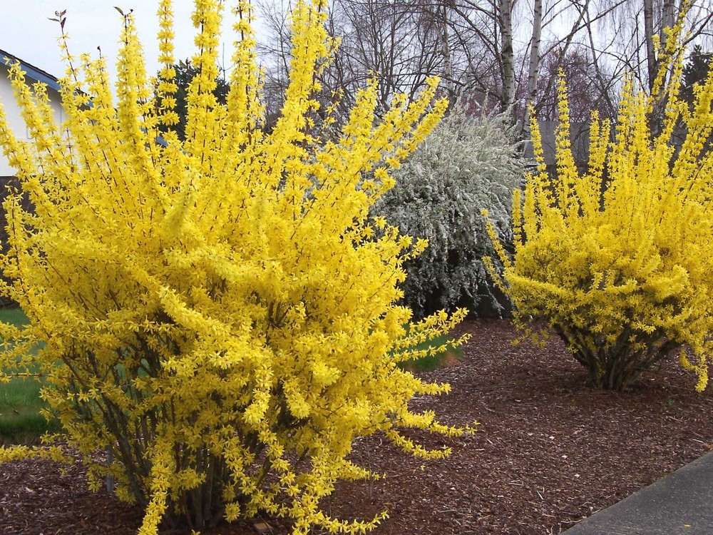 Forsythia and Bridal Wreath