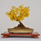 Forsythia Bonsai