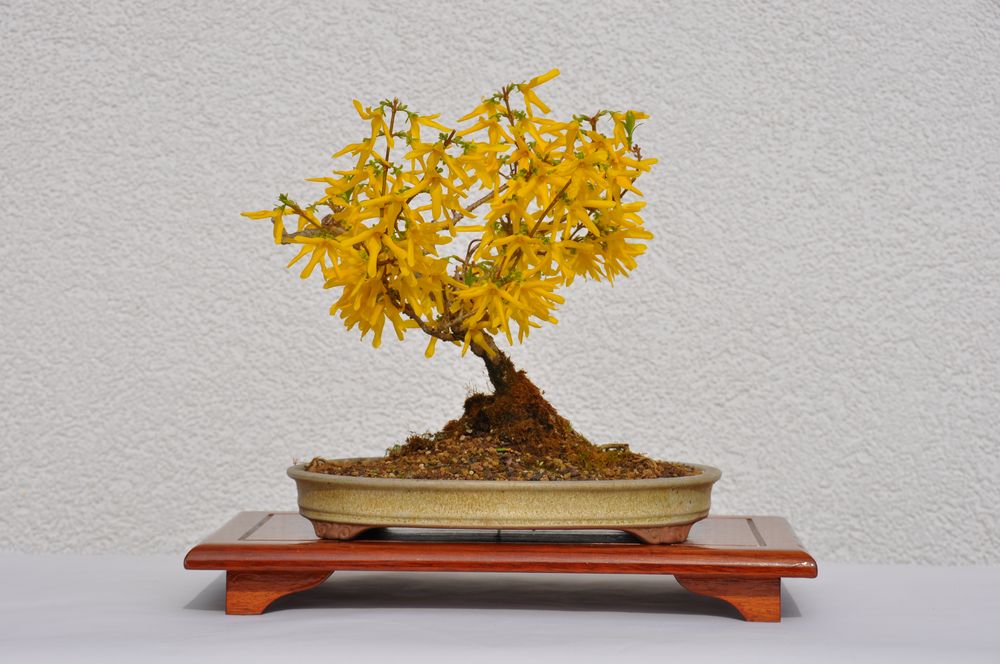 Forsythia Bonsai