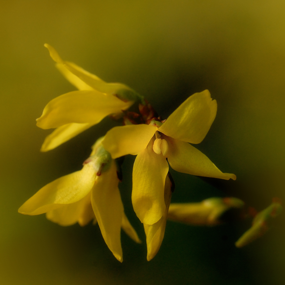 Forsythia