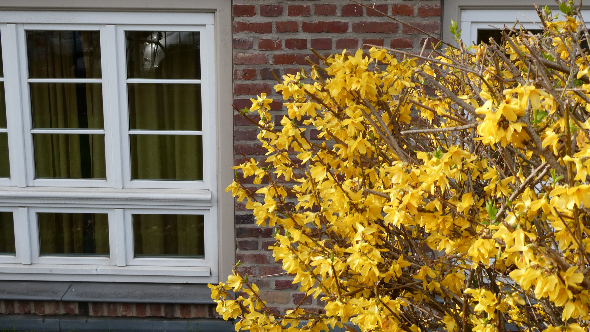 Forsythia - der Lenz ist da