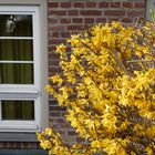 Forsythia - der Lenz ist da