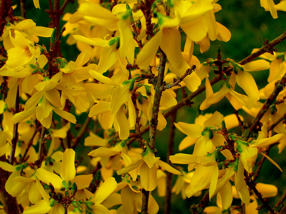 Forsythia