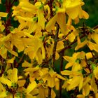 Forsythia