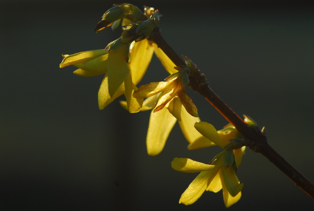 Forsythia in der Blüte