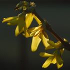 Forsythia in der Blüte