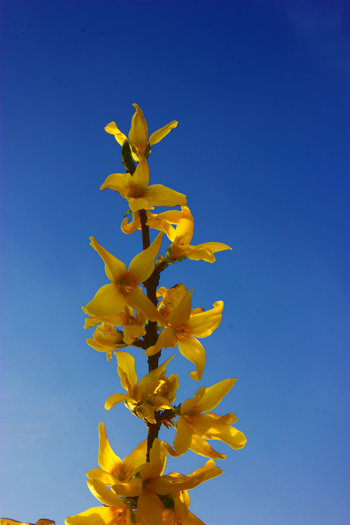 Forsythia × intermedia II