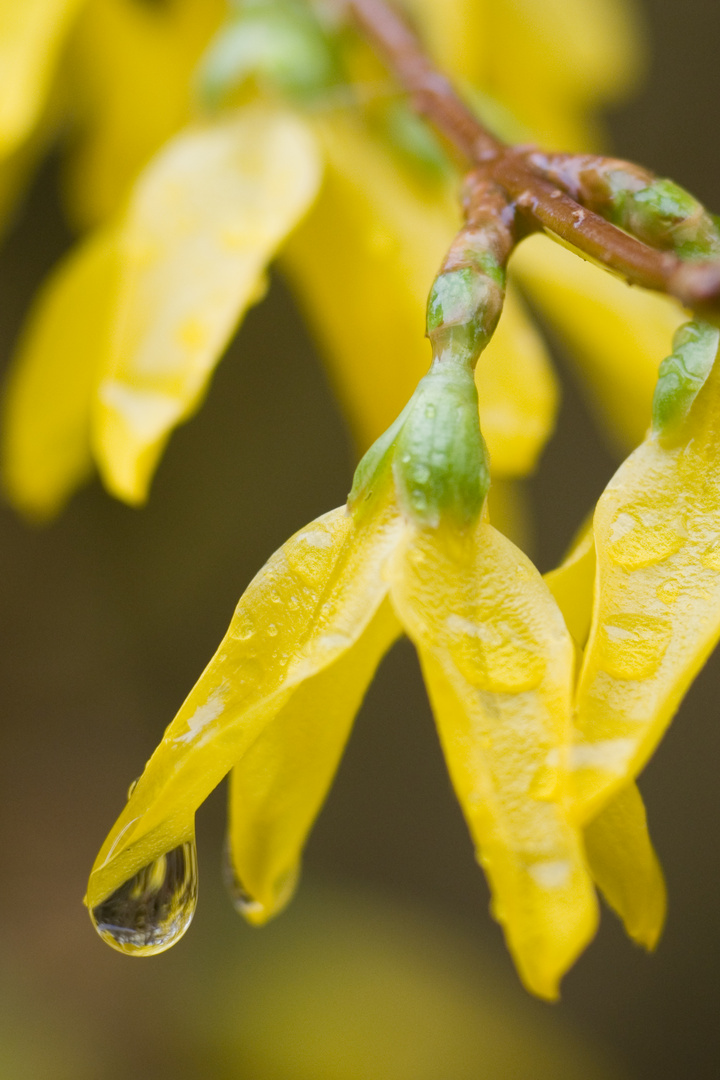 Forsythia mit Regentropfen