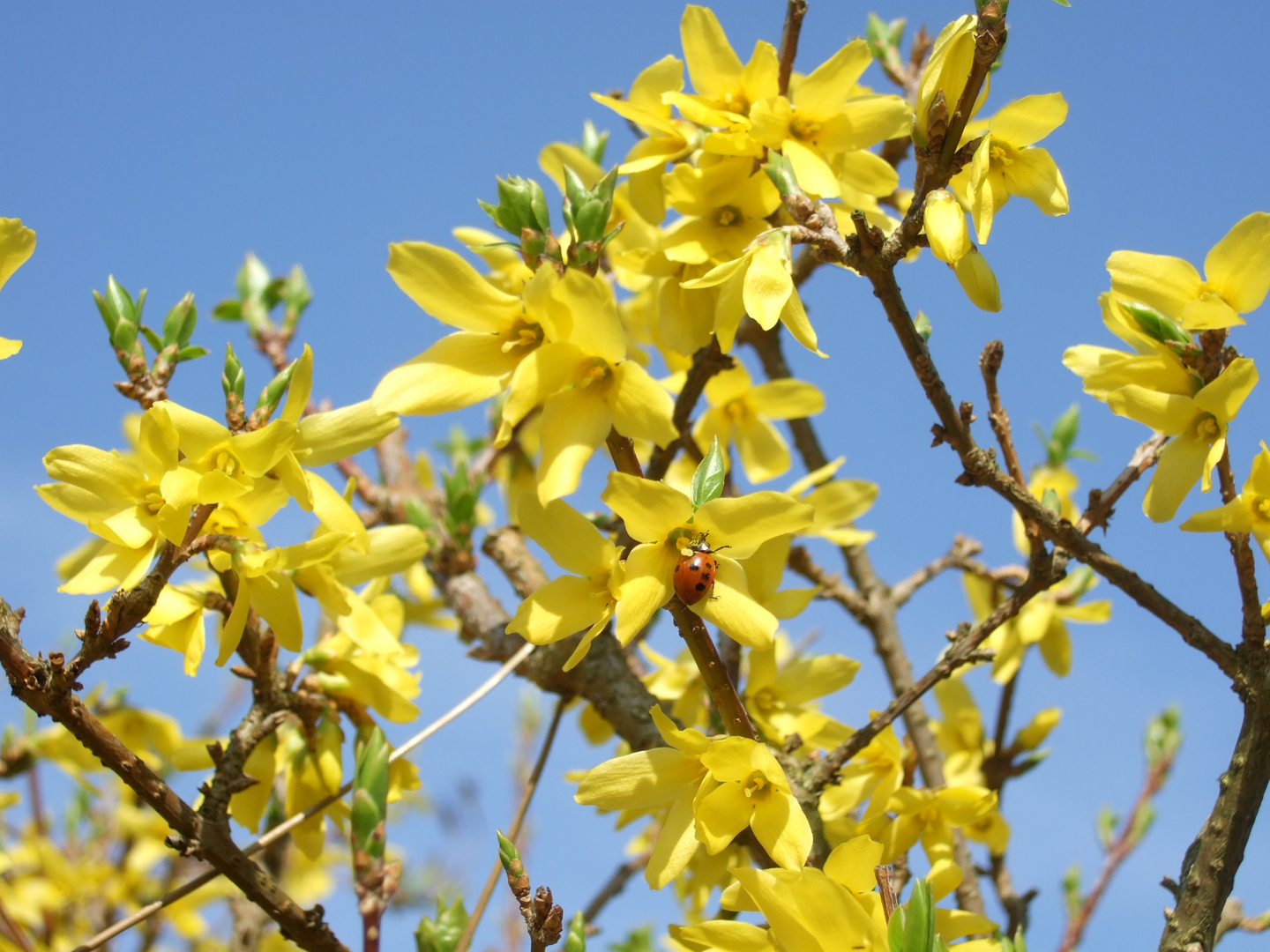 Forsythia with Coccinellidae