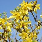 Forsythia with Coccinellidae