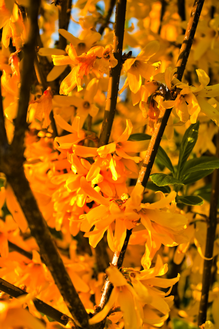 Forsythia x intermedia Zabel