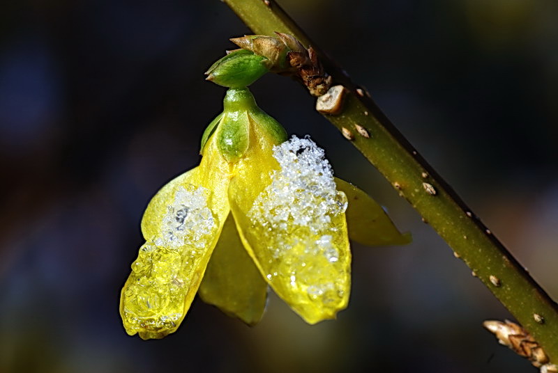 Forsythia zu Ostern