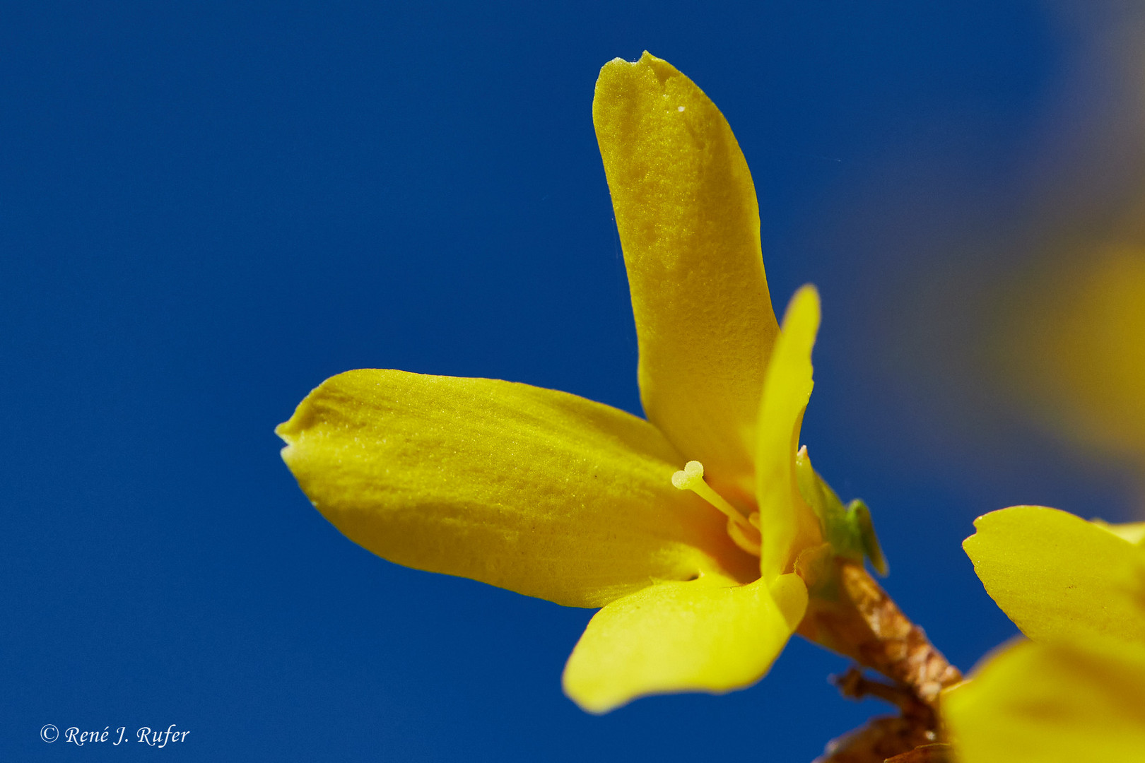 Forsythia_2118