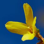 Forsythia_2118