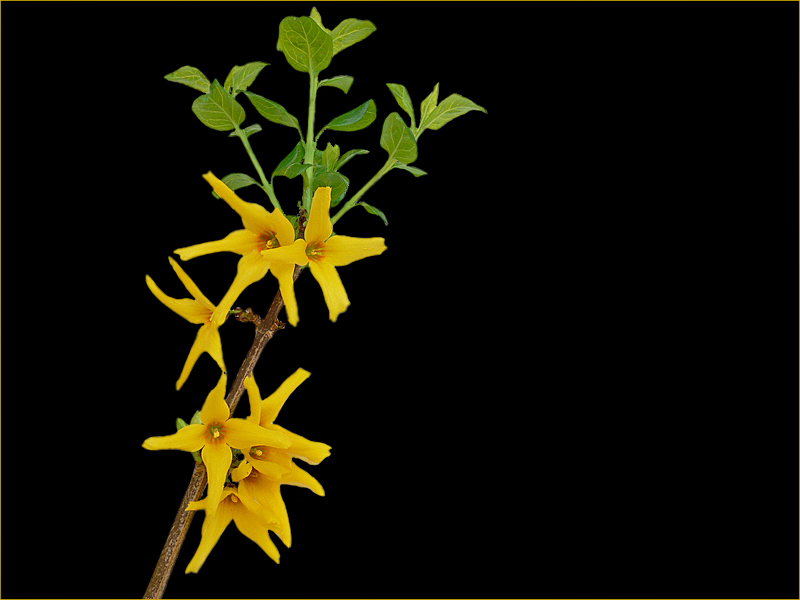 Forsythiazweige