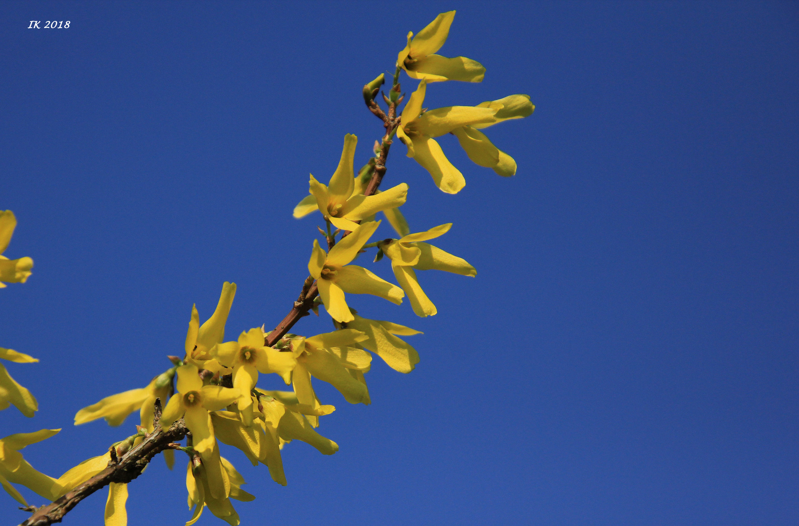 Forsythie als Mittwochsblümchen