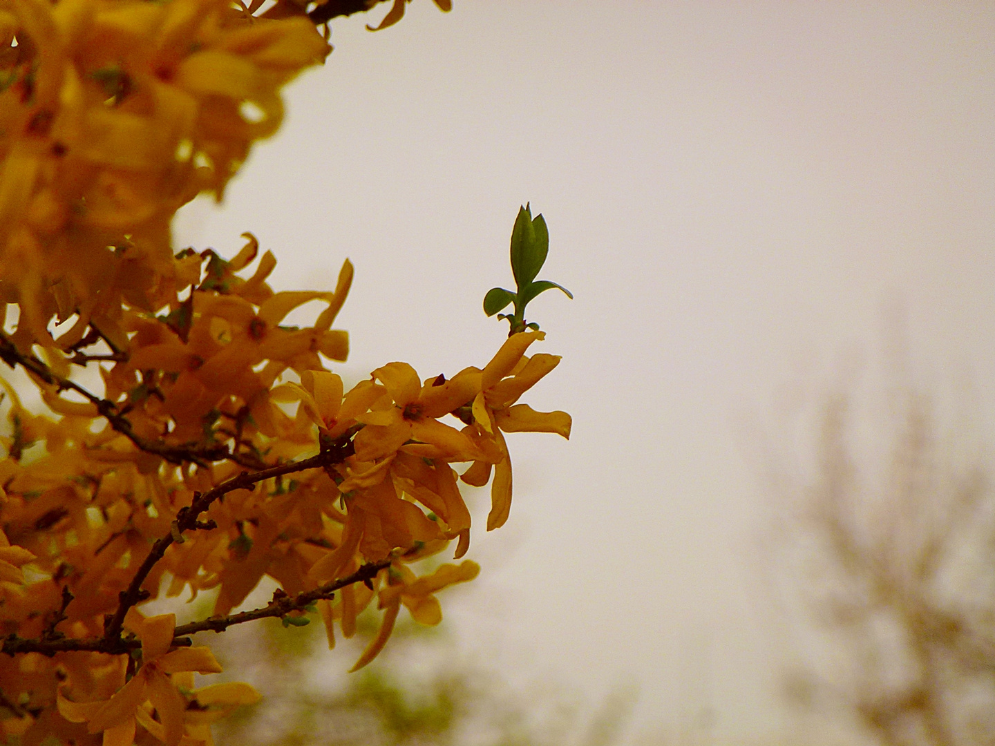 Forsythie am trüben Morgen