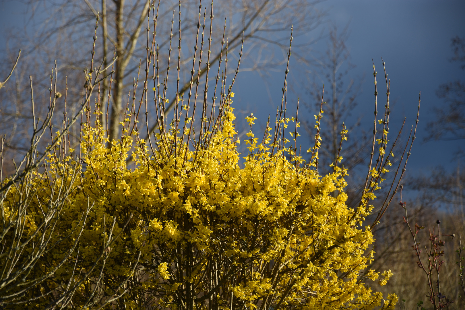 Forsythie an dunklem Himmel