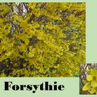 Forsythie