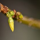 Forsythie - endlich Frühling