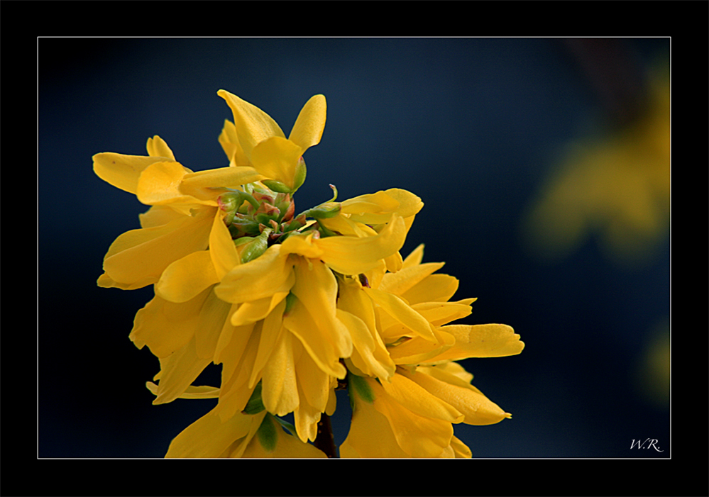 Forsythie.... (Forsythia)