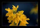 Forsythie.... (Forsythia) von Wolfgang Ritzinger 