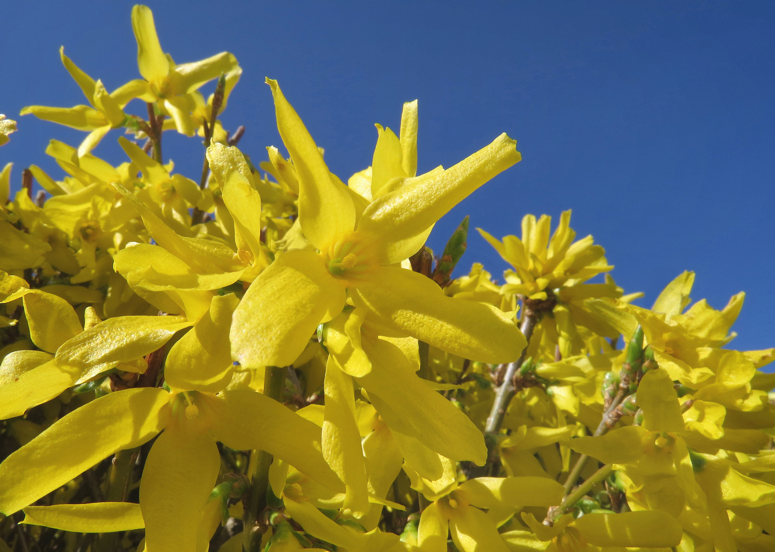 Forsythie, gelbe Blüten vor blauem Frühlingshimmel