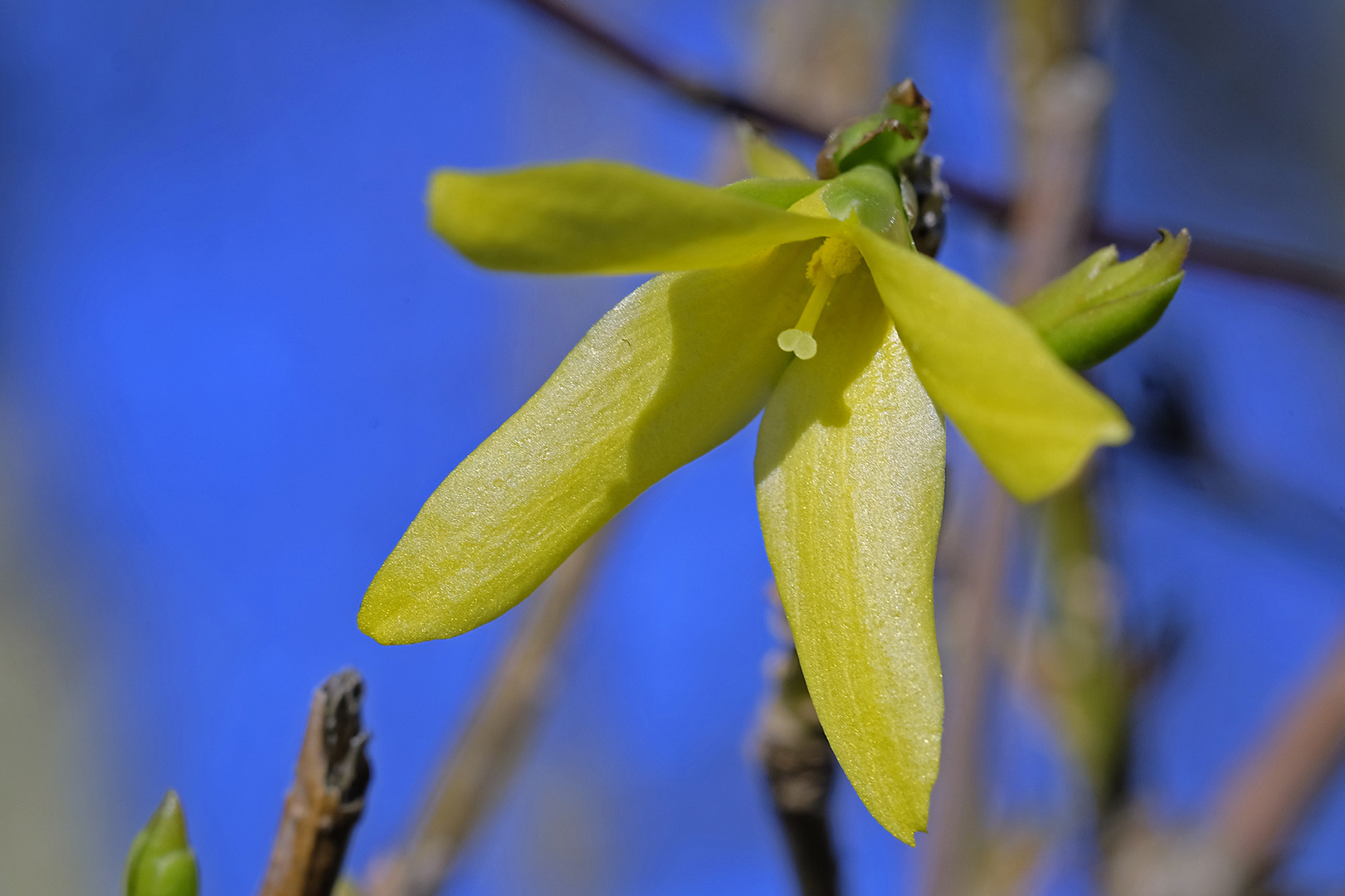 Forsythie (Goldflieder oder Goldglöckchen)